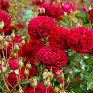 Floribundaruusu Bordeaux