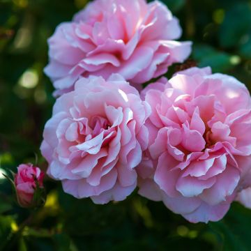 Floribundaruusu Botticelli