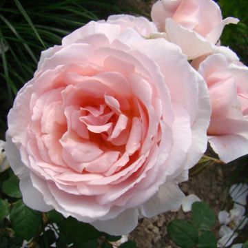 Floribundaruusu Caroline's Heart
