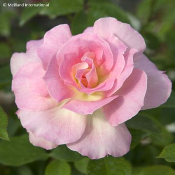 Floribundaruusu Charles Aznavour
