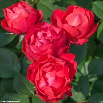 Floribundaruusu Cherry Bonica