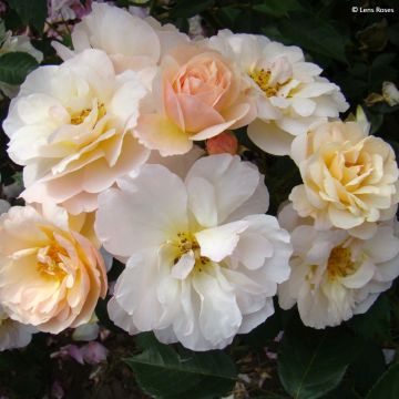 Floribundaruusu Comtesse André d'Oultremont