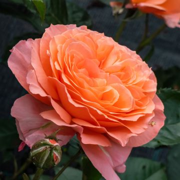 Floribundaruusu Don Pacello