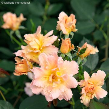 Floribundaruusu Flame Origami