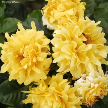 Floribundaruusu Golden Lady Ruffles