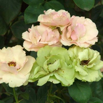 Floribundaruusu Greensleeves