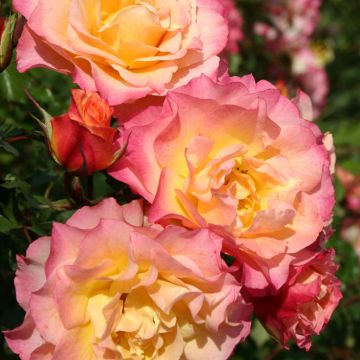 Floribundaruusu Hedge Charmers