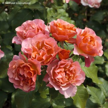 Floribundaruusu Jean Cocteau