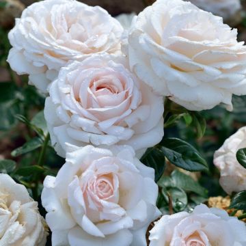 Floribundaruusu La Sauvagine Terre et Passion Delflorobla