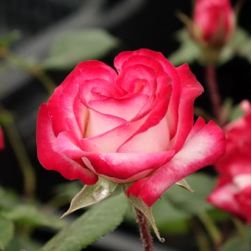 Floribundaruusu Laminuette