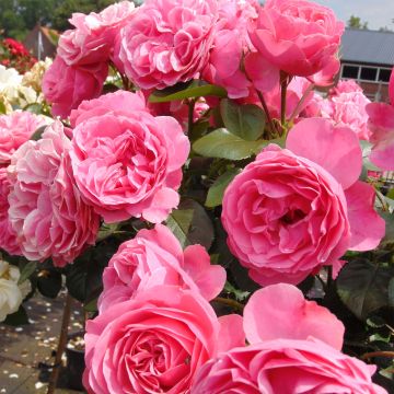 Floribundaruusu Leonardo Da Vinci Meideauri