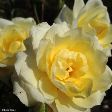 Floribundaruusu Love letter LENpiro
