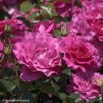 Floribundaruusu Manou MEILLAND