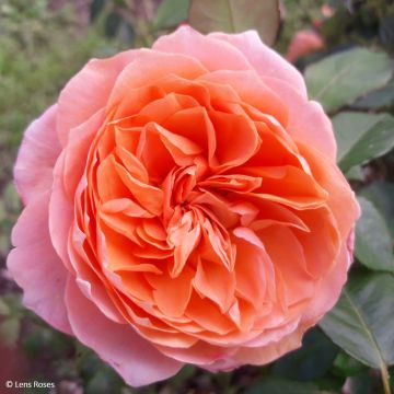 Floribundaruusu Marc's Jubilée