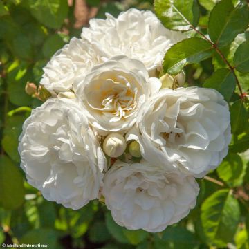 Floribundaruusu Marina Picasso