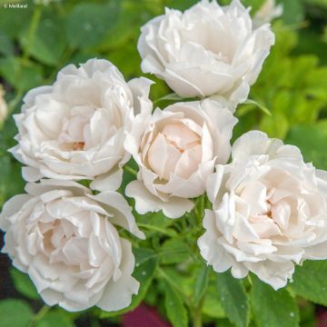 Floribundaruusu Crème Chantilly