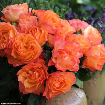 Floribundaruusu Message d'Espoir