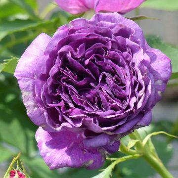 Floribundaruusu Minerva