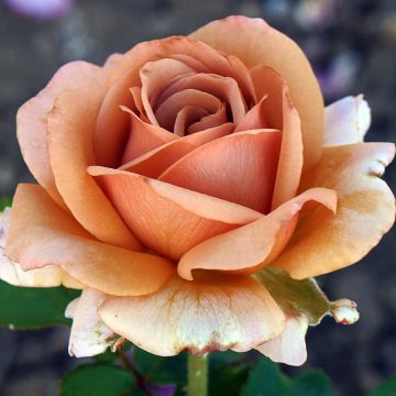 Floribundaruusu Mokarosa Frywitty