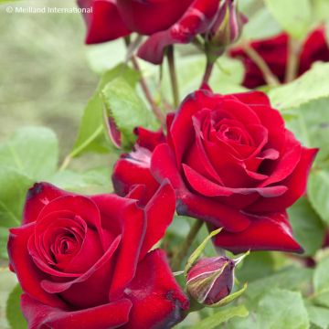 Floribundaruusu Niccolo Paganini