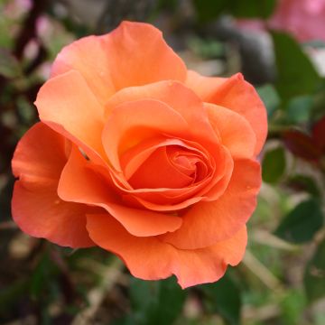 Floribundaruusu Orange Sensation