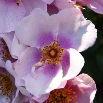 Floribundaruusu Orienta Laila