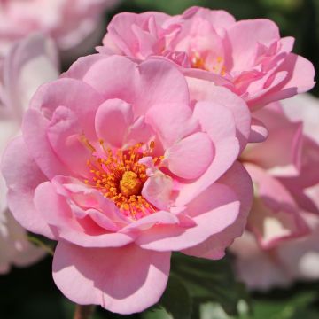 Floribundaruusu Orienta Magnolia