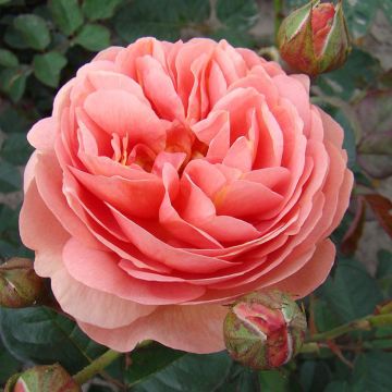 Floribundaruusu Park Abbey Rose