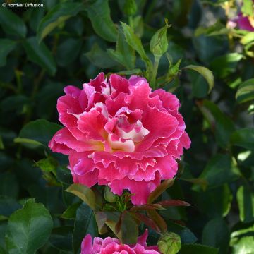 Floribundaruusu Pink Lady Ruffles