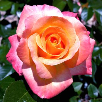 Floribundaruusu Rochemenier Village Frycalm