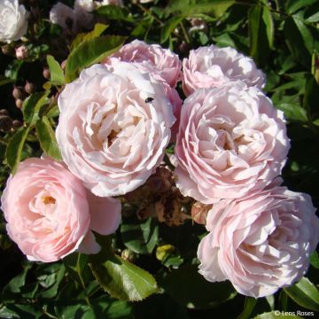 Floribundaruusu Rose de la petite Chabotte VELsema