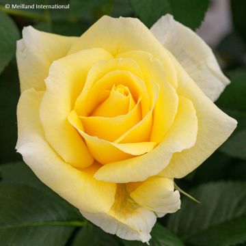 Floribundaruusu Rustica III