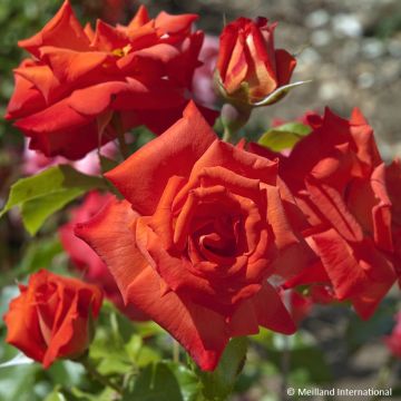 Floribundaruusu Rusticana