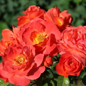 Floribundaruusu Salto