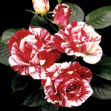 Floribundaruusu Scentimental WEKplapled