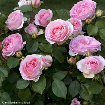 Floribundaruusu Sophia Romantica