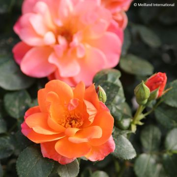 Floribundaruusu Sugar Candy Rose Meiconfiz