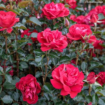 Floribundaruusu Summer Sangria