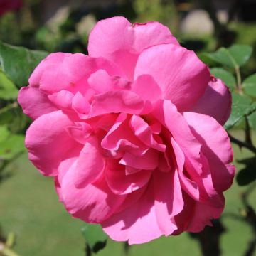 Floribundaruusu Sylvie Vartan