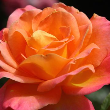 Floribundaruusu Tobago