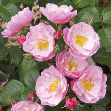 Floribundaruusu Utopia