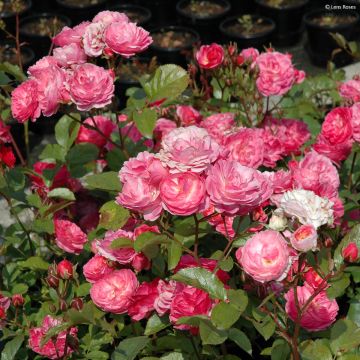 Floribundaruusu Walferdange