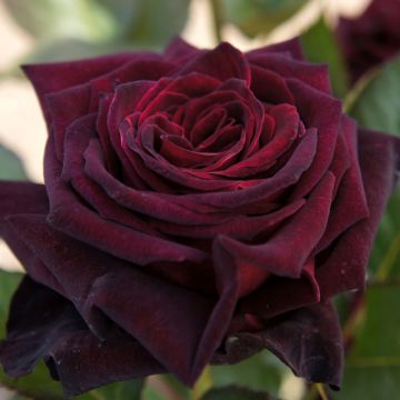 Suurikukkainen jaloruusu Black Baccara