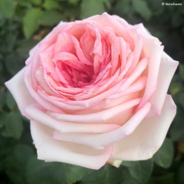 Suurikukkainen jaloruusu Eleganza Meine Rose