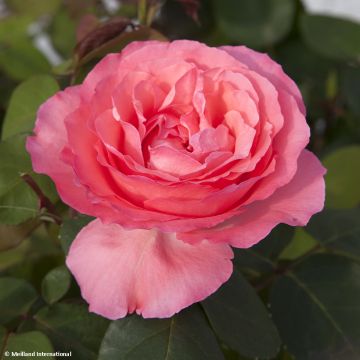 Suurikukkainen jaloruusu Panthere Rose