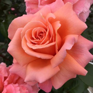 Suurikukkainen jaloruusu Parfum de Loire