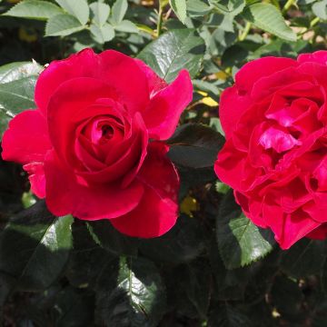 Suurikukkainen jaloruusu Rose Clos Vougeot Delrous