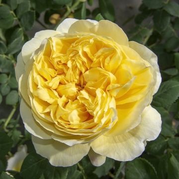Suurikukkainen jaloruusu Rose de Bretagne