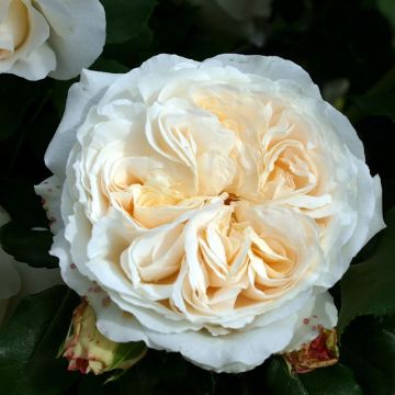 Floribundaruusu Kosmos