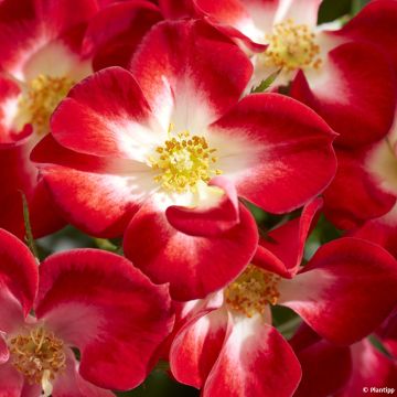 Puistoruusu Everglow Ruby